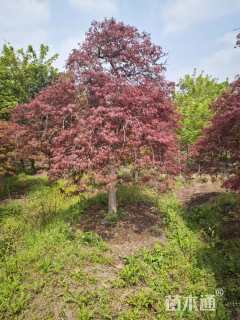 高度500厘米三季红红枫