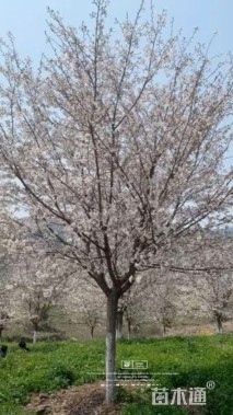 15公分高杆染井吉野樱