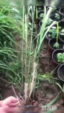 高度25厘米斑叶芒
