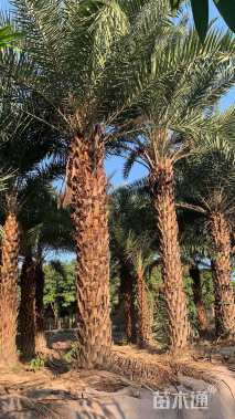 裸干高500厘米中东海枣