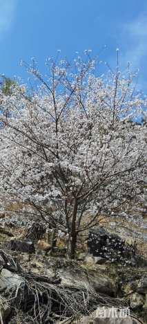 30公分染井吉野樱