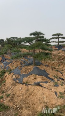 18公分造型黑松