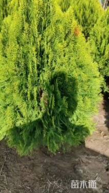 冠幅120厘米洒金柏球