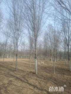 18公分美国红枫