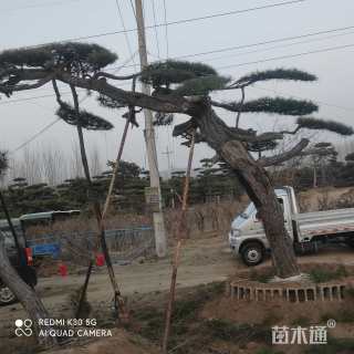 高度400厘米油松