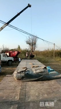 高度450厘米贴梗海棠