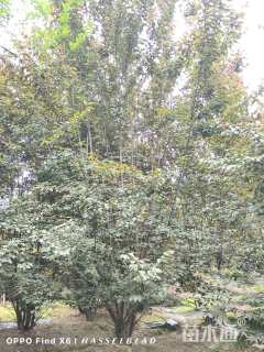 高度500厘米丛生紫叶李