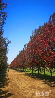 18公分绚丽海棠