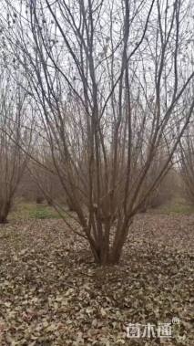 高度1000厘米丛生五角枫