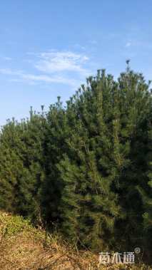 高度50000厘米白皮松