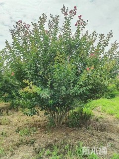 高度150厘米丛生紫薇