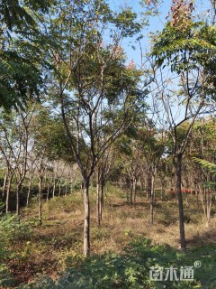 15公分黄山栾树