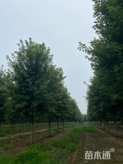 14公分美国红枫