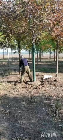 15公分秋紫白蜡