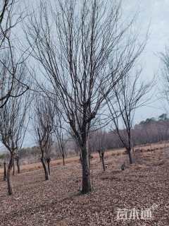 25公分木瓜海棠