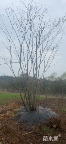 30公分(11杆)丛生朴树