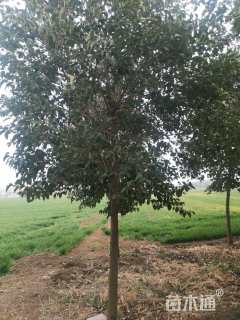 12公分大叶女贞