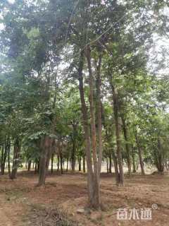 28公分丛生朴树