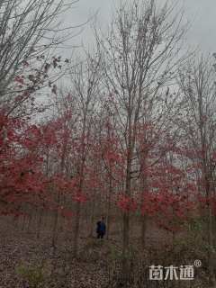 14公分美国红枫