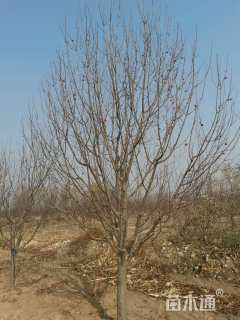 14.5公分八棱海棠