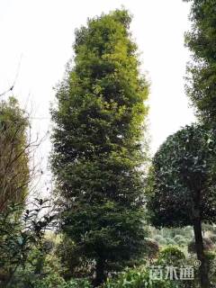 25公分金丝楠木