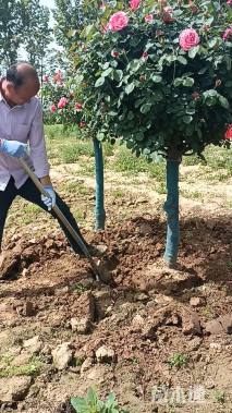 8公分高杆树状月季