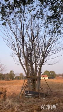 70公分丛生朴树