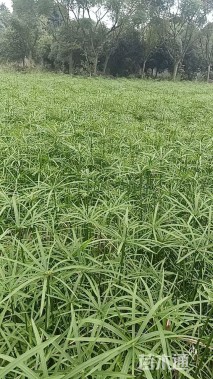 高度40厘米旱伞草