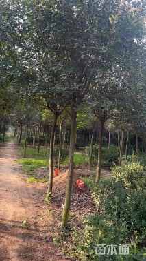 12公分红叶石楠