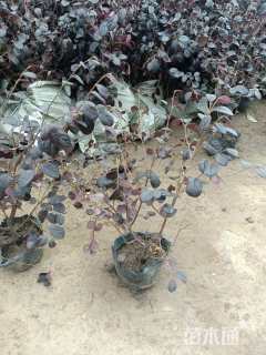 高度30厘米红花继木小苗