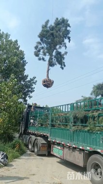 高度400厘米黑松