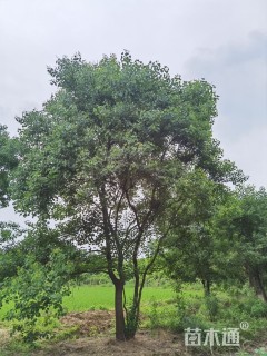 70公分(5杆)丛生乌桕