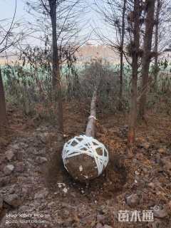 16公分北美落羽杉