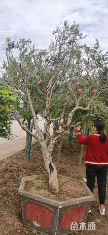 高度350厘米石榴