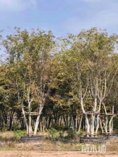 12公分(3杆)丛生朴树
