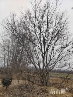 80公分(3杆)丛生朴树