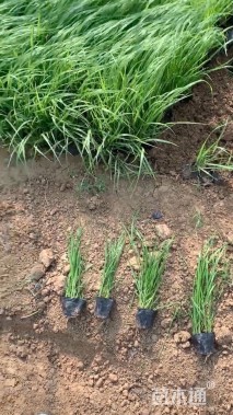 高度40厘米芦苇