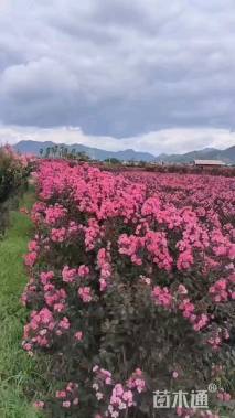 高度162厘米美国紫薇