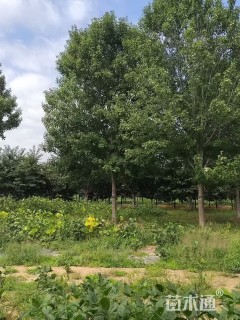 20公分美国红枫-红冠