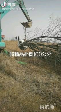 100公分丛生朴树