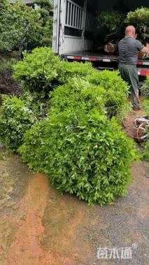 冠幅100厘米杜鹃球