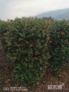 高度190厘米红叶石楠柱