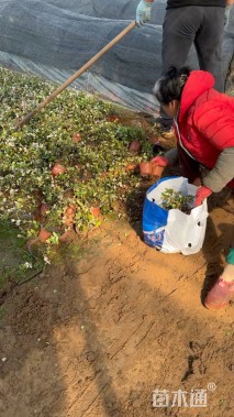 20厘米花叶络石