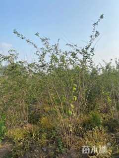 高度180厘米丛生金银木
