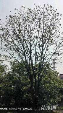 50公分(3杆)丛生朴树