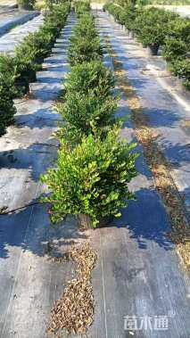 高度40厘米滨柃