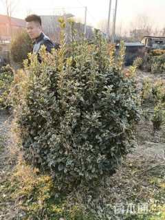 冠幅80厘米金边黄杨球