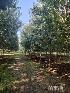 高度300厘米山茱萸