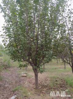 18公分八棱海棠