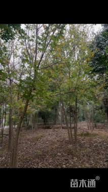 高度700厘米丛生五角枫